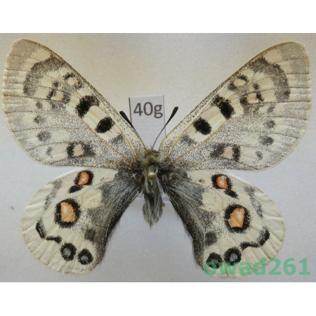 Parnassius széchenyii subsp. ragaraja Shinkai, 1995 China40g